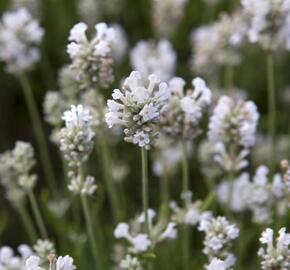 Levandule úzkolistá 'Arctic Snow' - Lavandula angustifolia 'Arctic Snow'