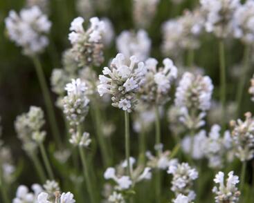 Levandule úzkolistá 'Arctic Snow'