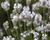 Levandule úzkolistá 'Arctic Snow'