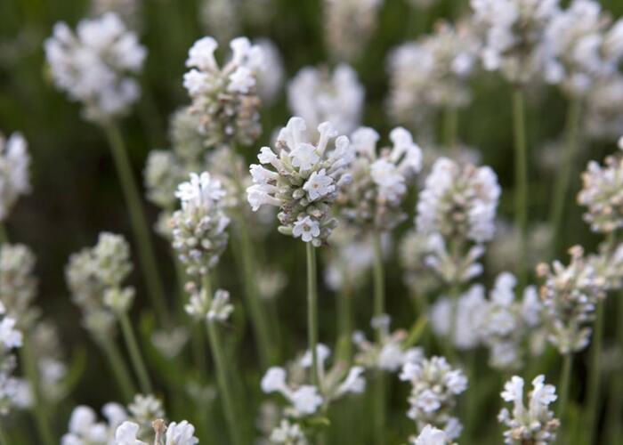 Levandule úzkolistá 'Arctic Snow' - Lavandula angustifolia 'Arctic Snow'