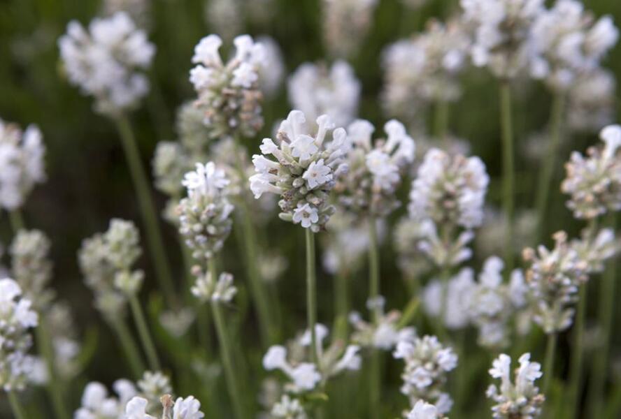 Levandule úzkolistá 'Arctic Snow' - Lavandula angustifolia 'Arctic Snow'