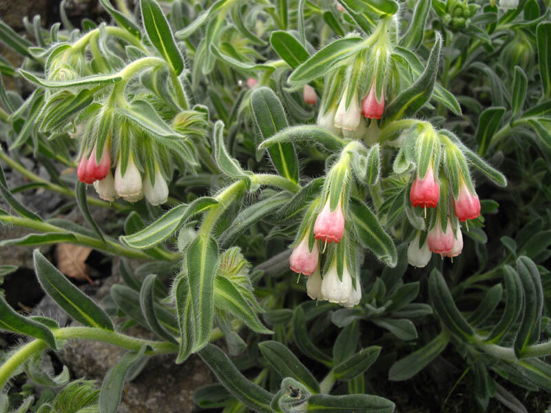Ruměnice - Onosma alborosea