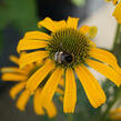 Třapatkovka nachová 'Skipper Yellow' - Echinacea purpurea 'Skipper Yellow'