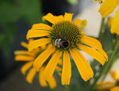 Třapatkovka nachová 'Skipper Yellow' - Echinacea purpurea 'Skipper Yellow'