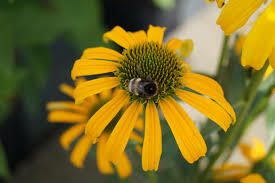 Třapatkovka nachová 'Skipper Yellow' - Echinacea purpurea 'Skipper Yellow'