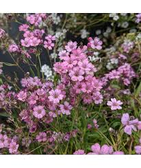 Šater plazivý 'Filou Rose' - Gypsophila repens 'Filou Rose'