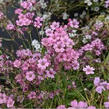 Šater plazivý 'Filou Rose' - Gypsophila repens 'Filou Rose'