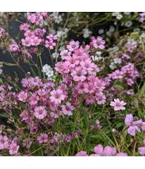 Šater plazivý 'Filou Rose' - Gypsophila repens 'Filou Rose'