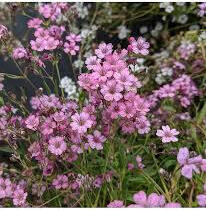 Šater plazivý 'Filou Rose' - Gypsophila repens 'Filou Rose'