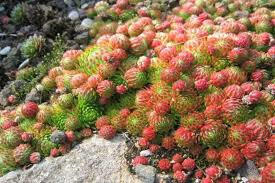 Netřeskovec výběžkatý - Jovibarba globifera