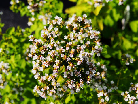 Oregano (Dobromysl) obecné 'Thumbles' - Origanum vulgare 'Thumbles'