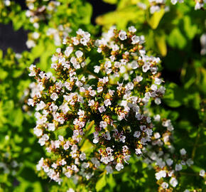 Oregano (Dobromysl) obecné 'Thumbles' - Origanum vulgare 'Thumbles'