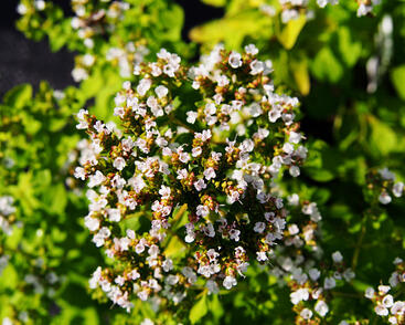 Oregano obecné, dobromysl 'Thumbles'