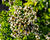 Oregano obecné, dobromysl 'Thumbles'