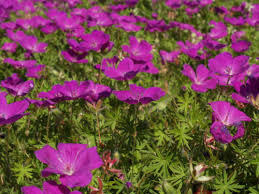 Kakost krvavý 'Elsbeth' - Geranium sanguineum 'Elsbeth'