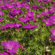 Kakost krvavý 'Elsbeth' - Geranium sanguineum 'Elsbeth'