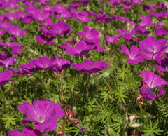 Kakost krvavý 'Elsbeth' - Geranium sanguineum 'Elsbeth'