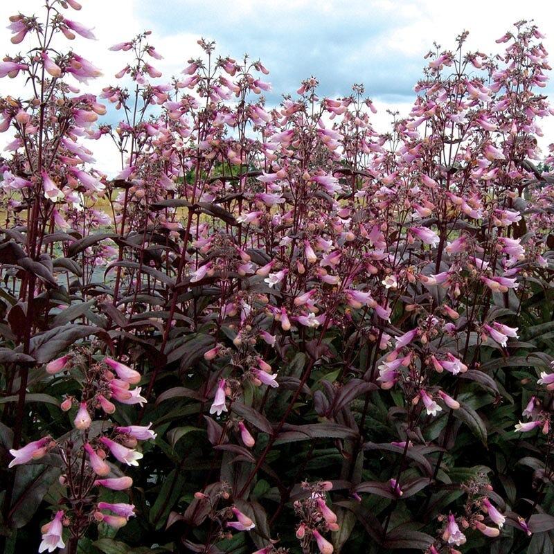 Dračík 'Dark Towes' - Penstemon digitalis 'Dark Towes'