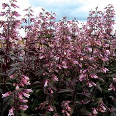 Dračík 'Dark Towes' - Penstemon digitalis 'Dark Towes'