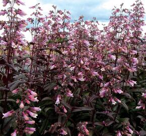 Dračík 'Dark Towes' - Penstemon digitalis 'Dark Towes'