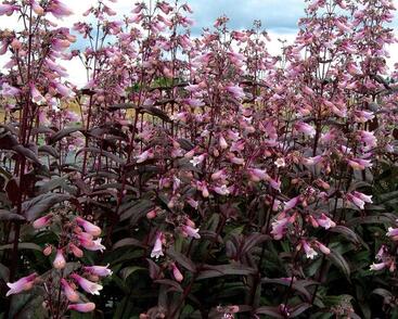 Dračík 'Dark Towes'