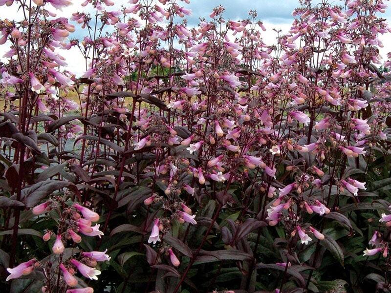 Dračík 'Dark Towes' - Penstemon digitalis 'Dark Towes'