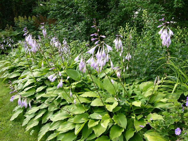 Bohyška elata - Hosta elata