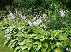Bohyška elata - Hosta elata