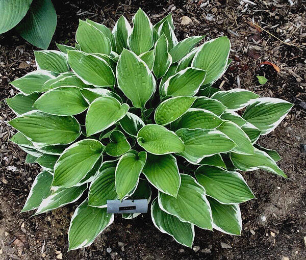 Bohyška 'Carol' - Hosta fortunei 'Carol'