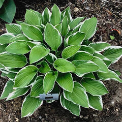 Bohyška 'Carol' - Hosta fortunei 'Carol'