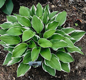 Bohyška 'Carol' - Hosta fortunei 'Carol'