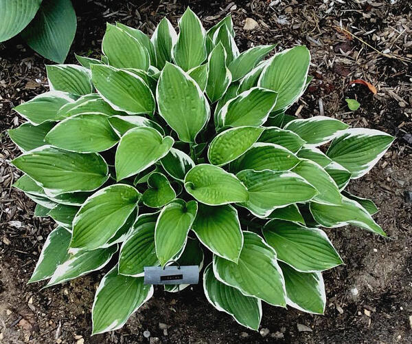 Bohyška 'Carol' - Hosta fortunei 'Carol'