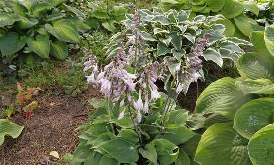 Bohyška 'Special Gift' - Hosta fortunei 'Special Gift'