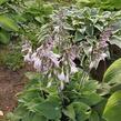 Bohyška 'Special Gift' - Hosta fortunei 'Special Gift'