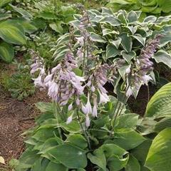 Bohyška 'Special Gift' - Hosta fortunei 'Special Gift'