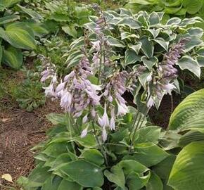 Bohyška 'Special Gift' - Hosta fortunei 'Special Gift'