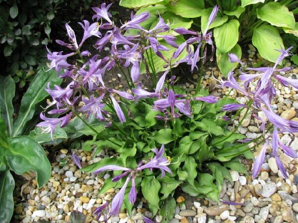 Bohyška nakaiana - Hosta nakaiana