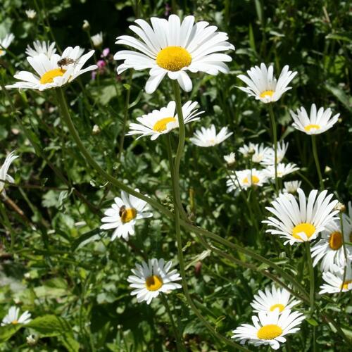 Kopretina bílá - Leucanthemum vulgare