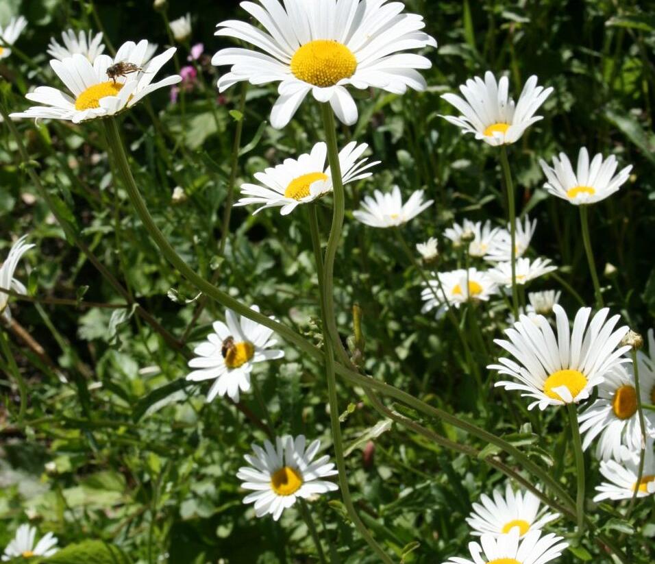 Kopretina bílá - Leucanthemum vulgare