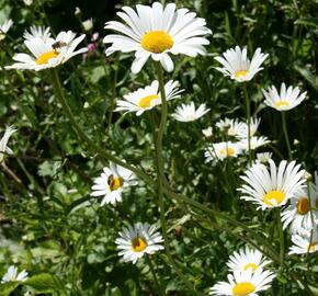 Kopretina bílá - Leucanthemum vulgare