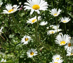 Kopretina bílá - Leucanthemum vulgare