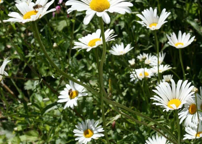 Kopretina bílá - Leucanthemum vulgare