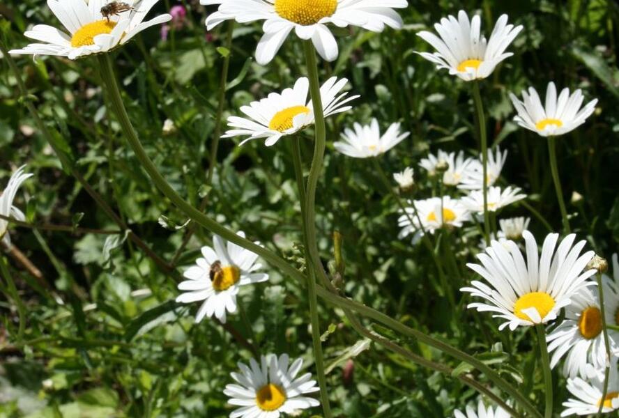 Kopretina bílá - Leucanthemum vulgare