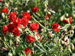 Devaterník 'Rubin' - Helianthemum 'Rubin'