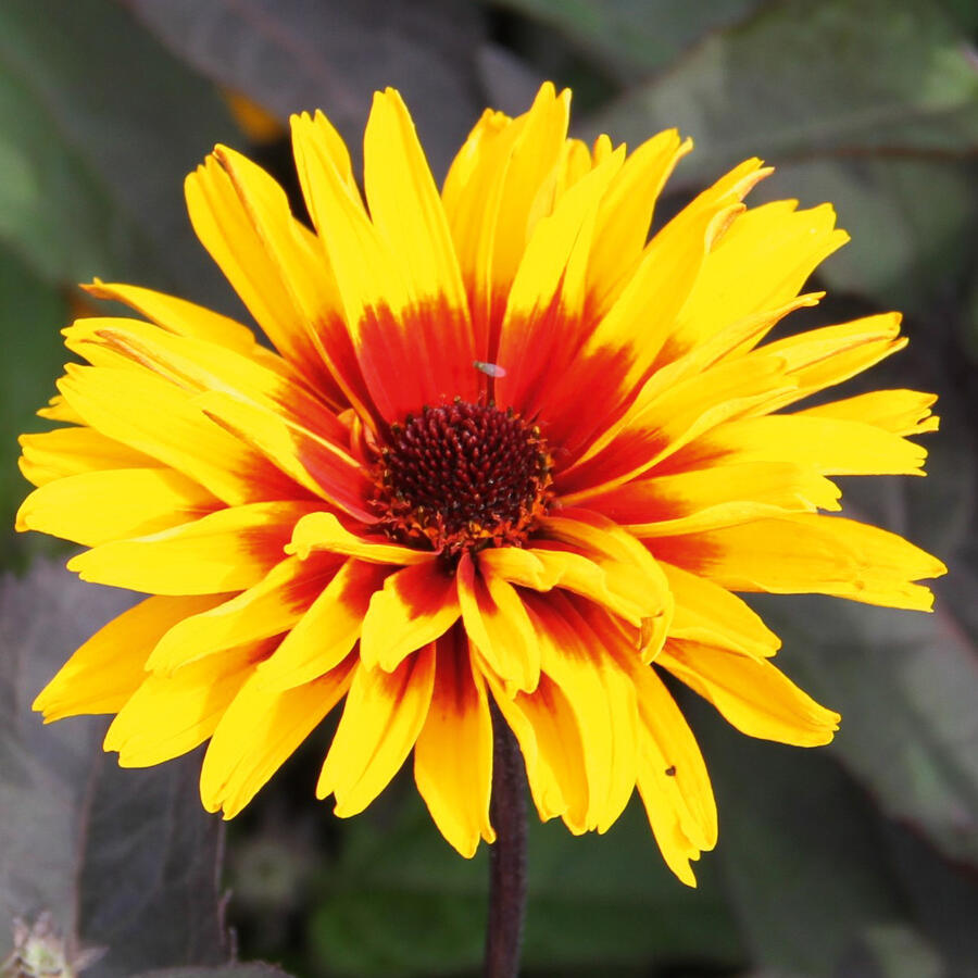 Janeba drsná 'Helios Sunset' - Heliopsis helianthoides 'Helios Sunset'