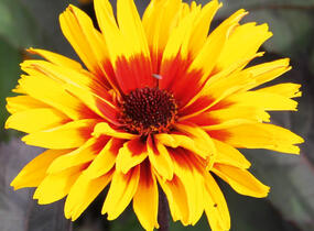 Janeba drsná 'Helios Sunset' - Heliopsis helianthoides 'Helios Sunset'