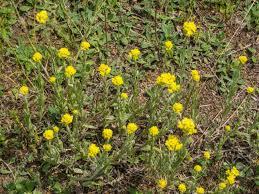 Smil písečný - Helichrysum arenarium