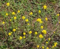 Smil písečný - Helichrysum arenarium