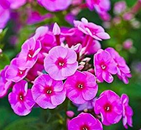 Plamenka latnatá 'Adessa Special Deep Purple' - Phlox paniculata 'Adessa Special Deep Purple'