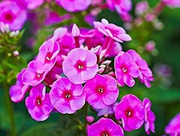 Plamenka latnatá 'Adessa Special Deep Purple' - Phlox paniculata 'Adessa Special Deep Purple'